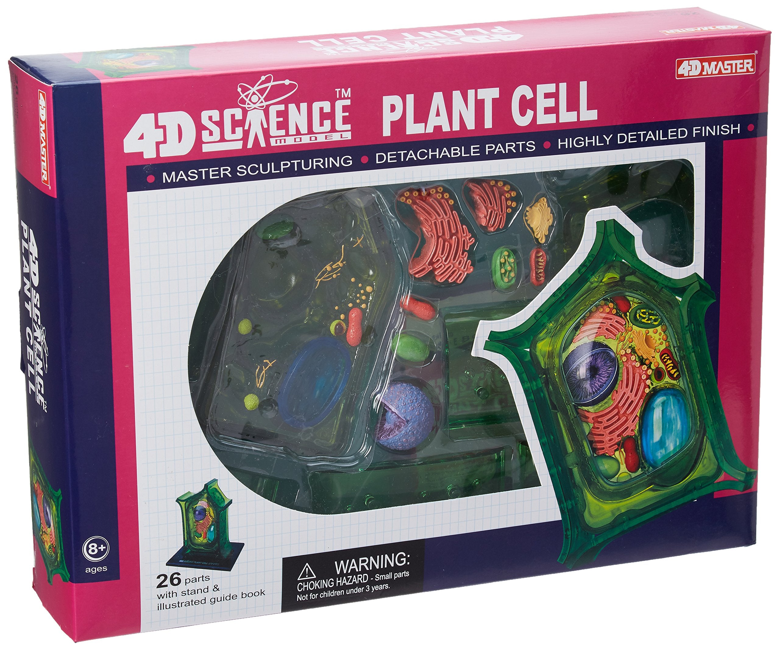 TEDCO Famemaster plant cell 6-inch model reveals internal structures for hands-on learning