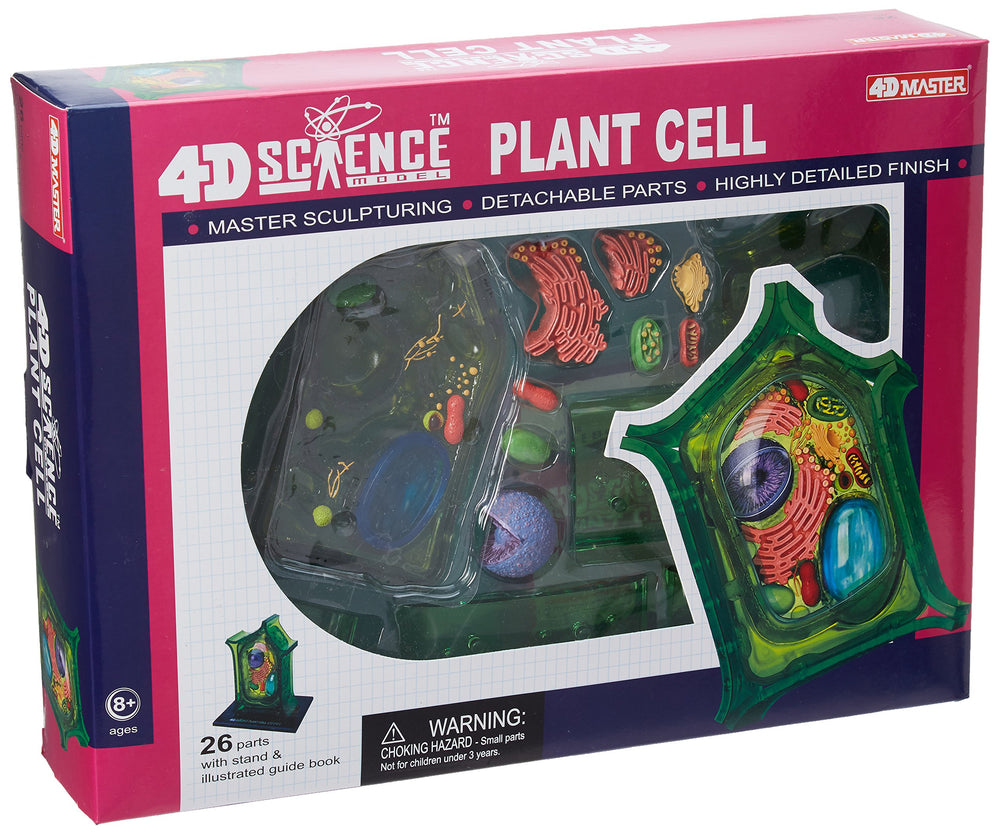 TEDCO Famemaster plant cell 6-inch model reveals internal structures for hands-on learning