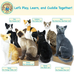 TigerHart Stefan Siamese Cat 14in size ideal for cuddles and display.