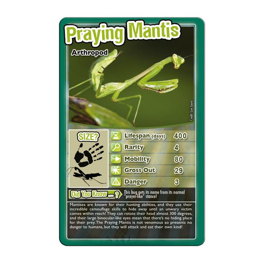 Top Trumps Bugs black widow card – striking spider image for curious learners