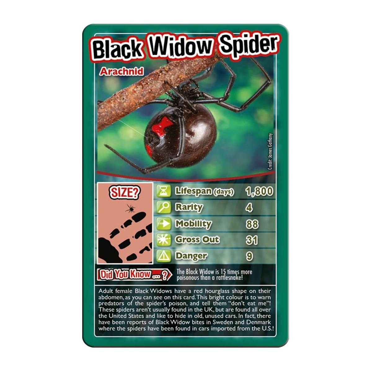 Top Trumps Bugs ladybird card – kid-friendly comparisons for learning fun