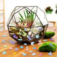 TOUCH TOP mini ocean animals shell figure, delicate details for micro landscaping and decor.
