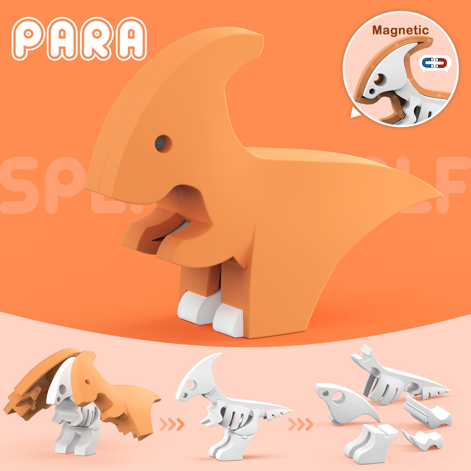 Toycost magnetic split-design – reveals internal bone structure for exploration