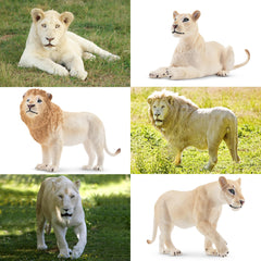 Toymany lion figures stand securely for stable playtime and shelf decor