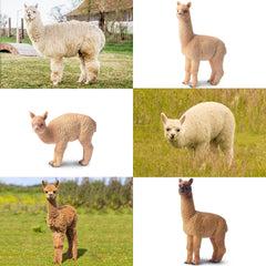 Toymany alpaca figures make charming party favors and cake toppers