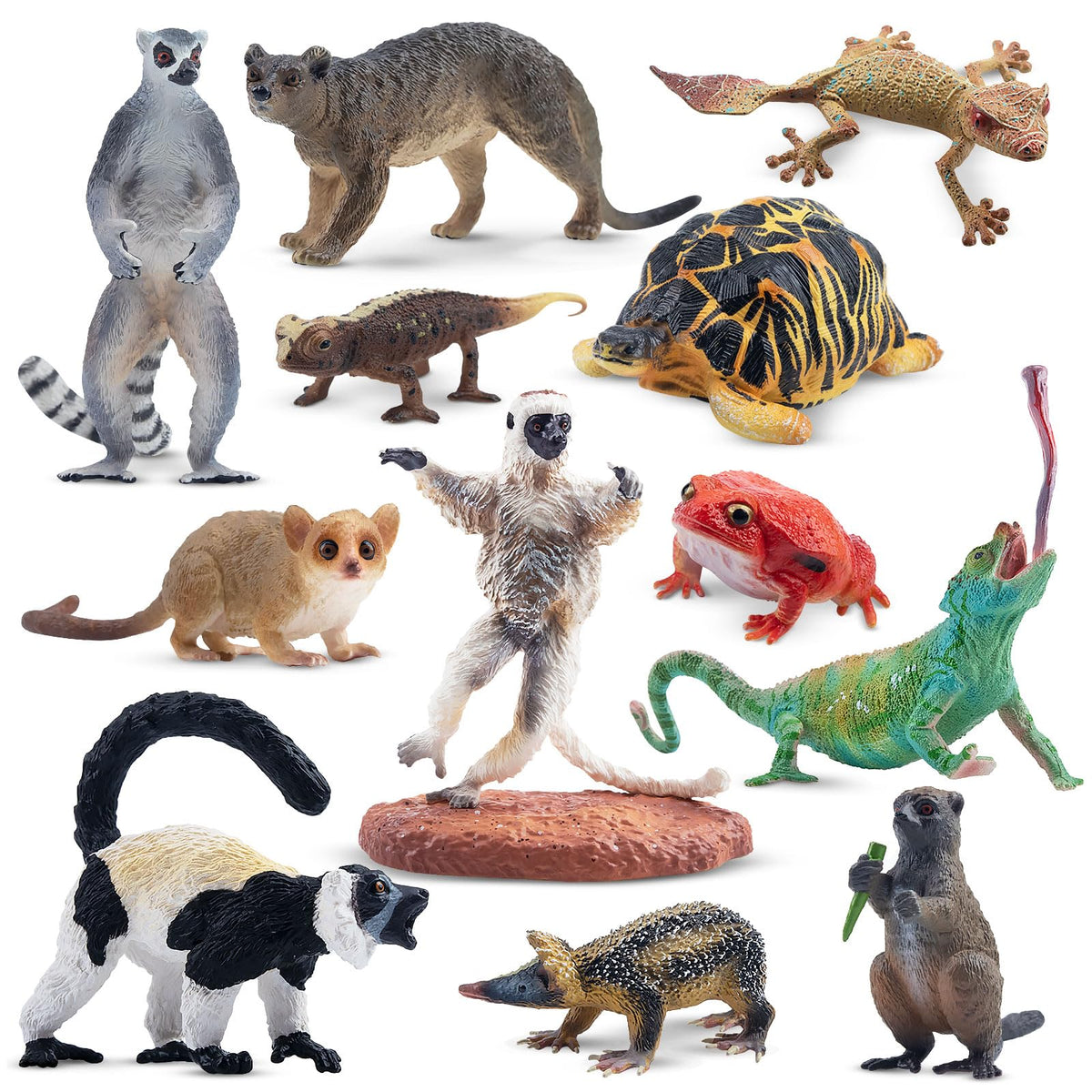 Toymany radiated tortoise figure for classroom display and curious exploration.
