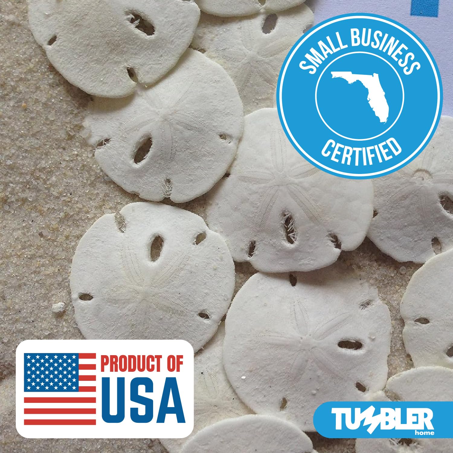 Tumbler Home sand dollars craft ideas close-up for DIY projects.
