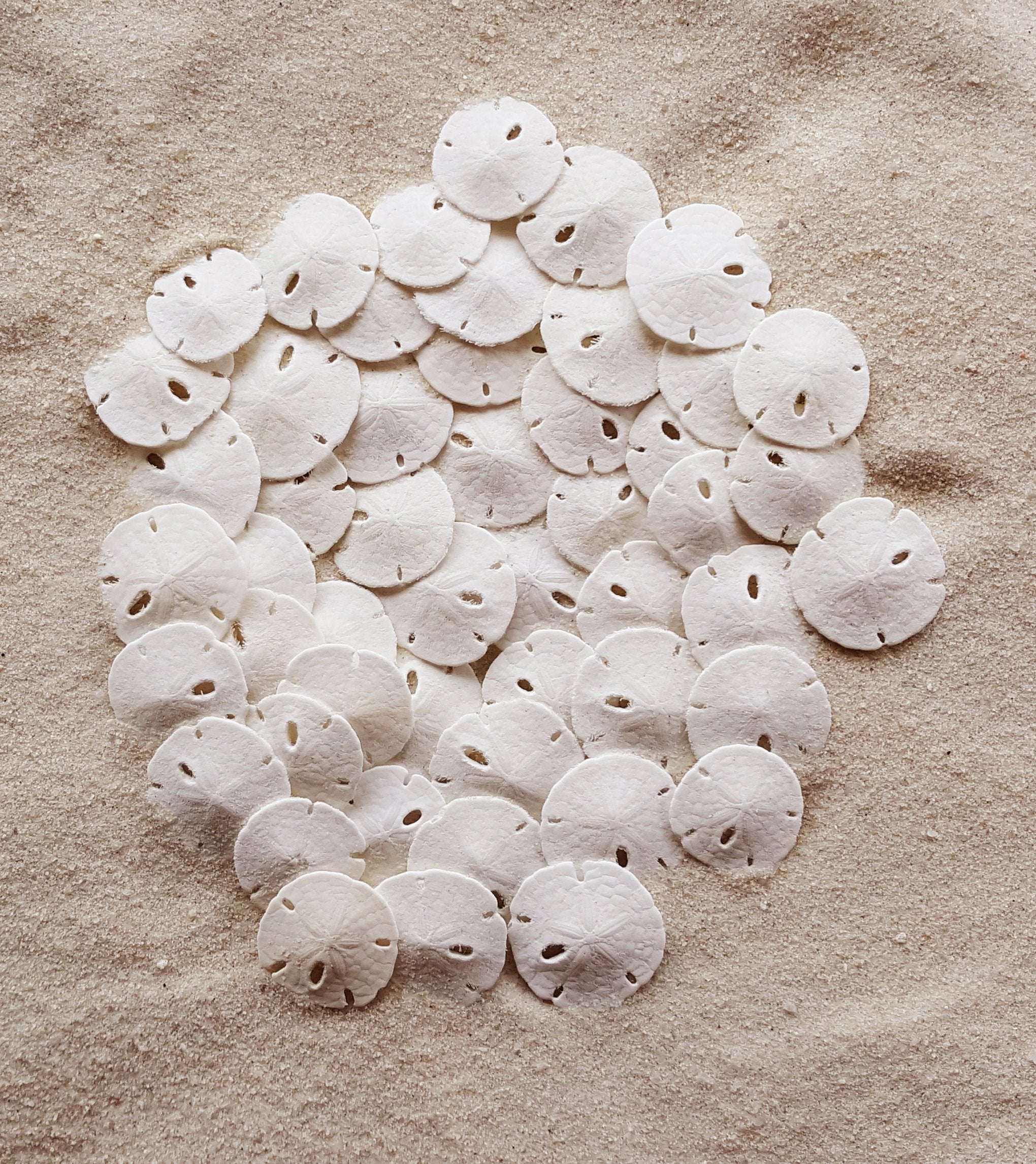 Tumbler Home small white sea shells for beach-inspired crafts.