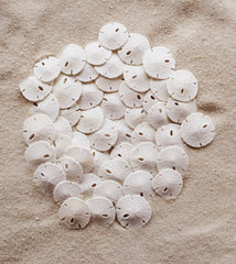 Tumbler Home small white sea shells for beach-inspired crafts.