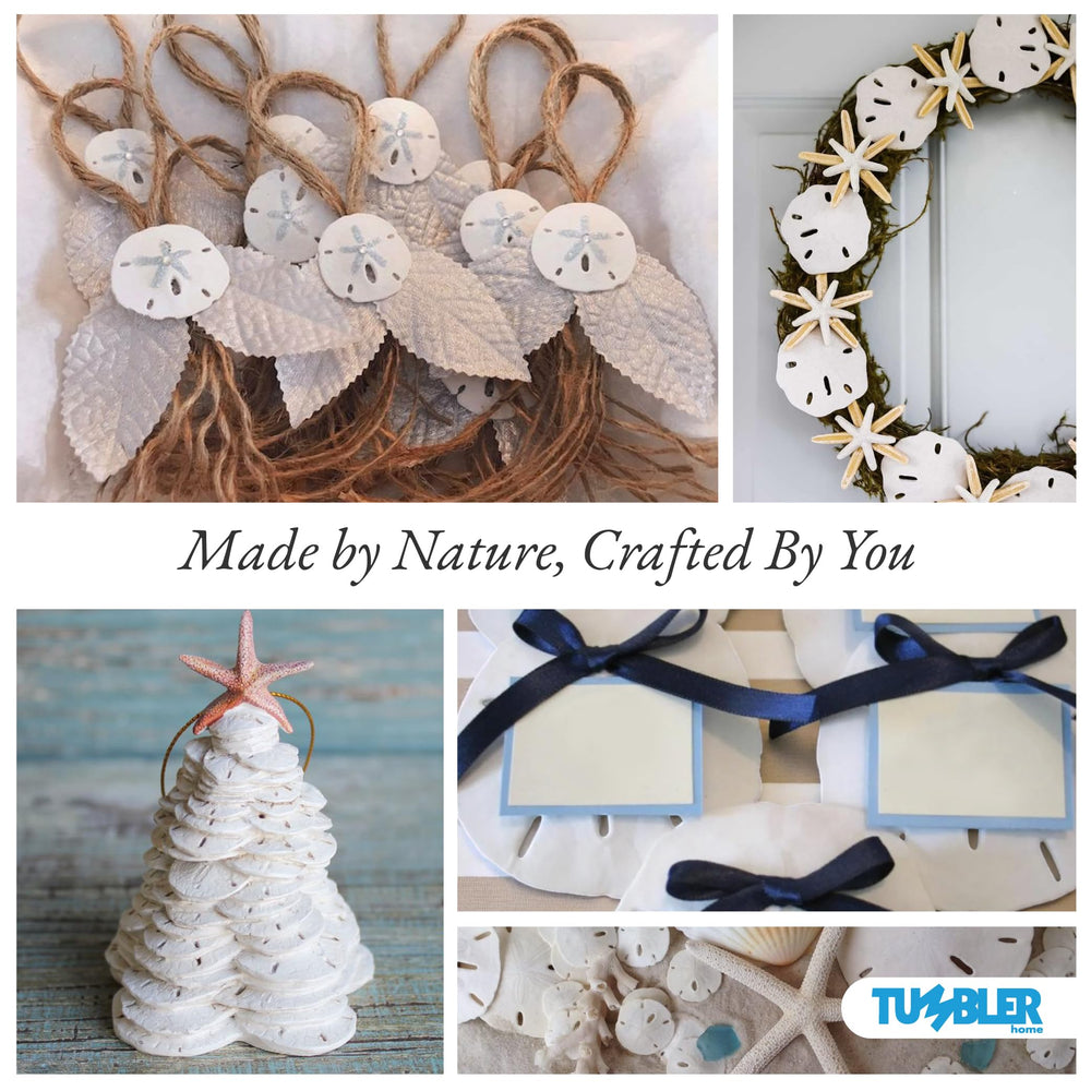 Tumbler Home wedding decor sand dollars shown as elegant accents.