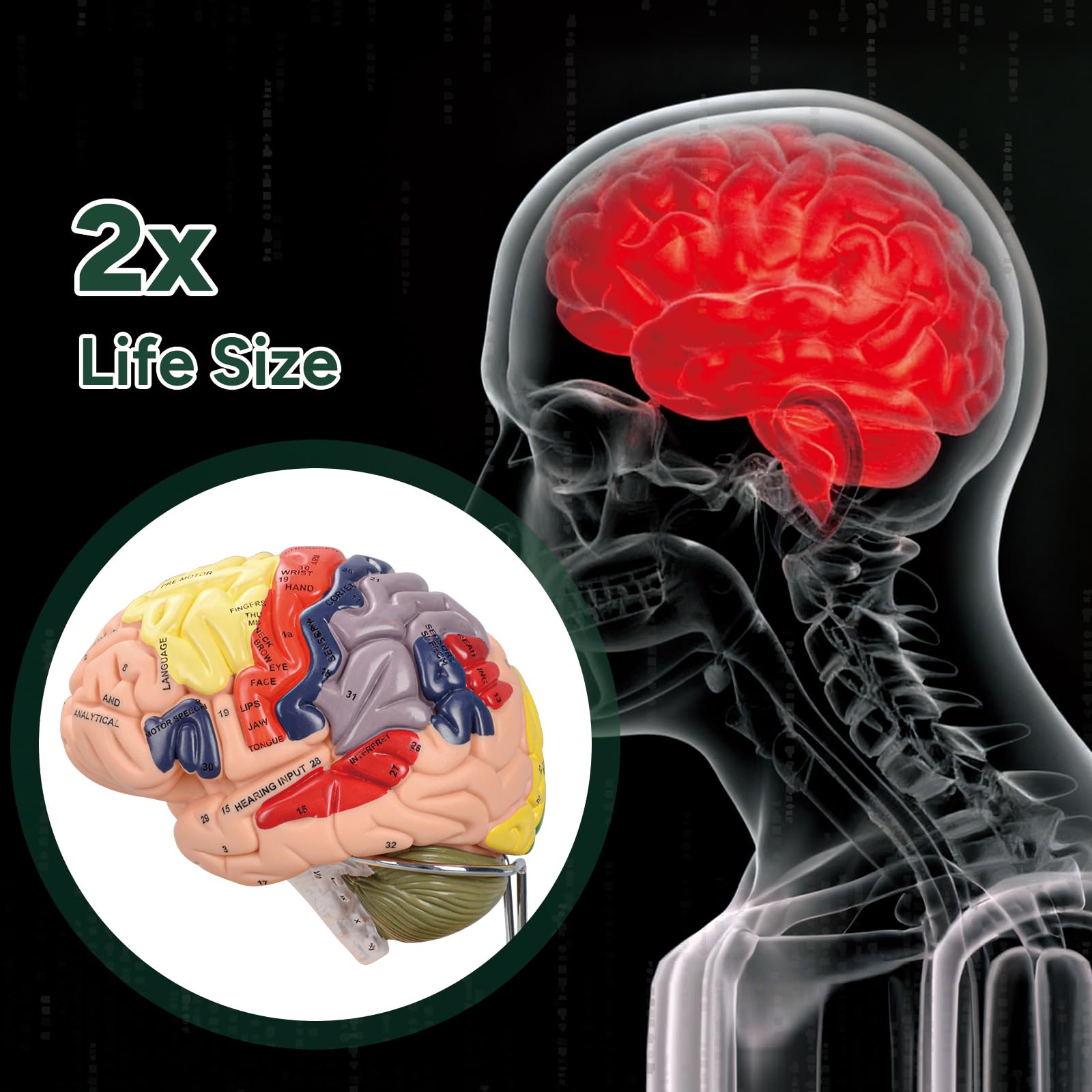 Ultrassist Brain Model double-life-size for realistic proportions