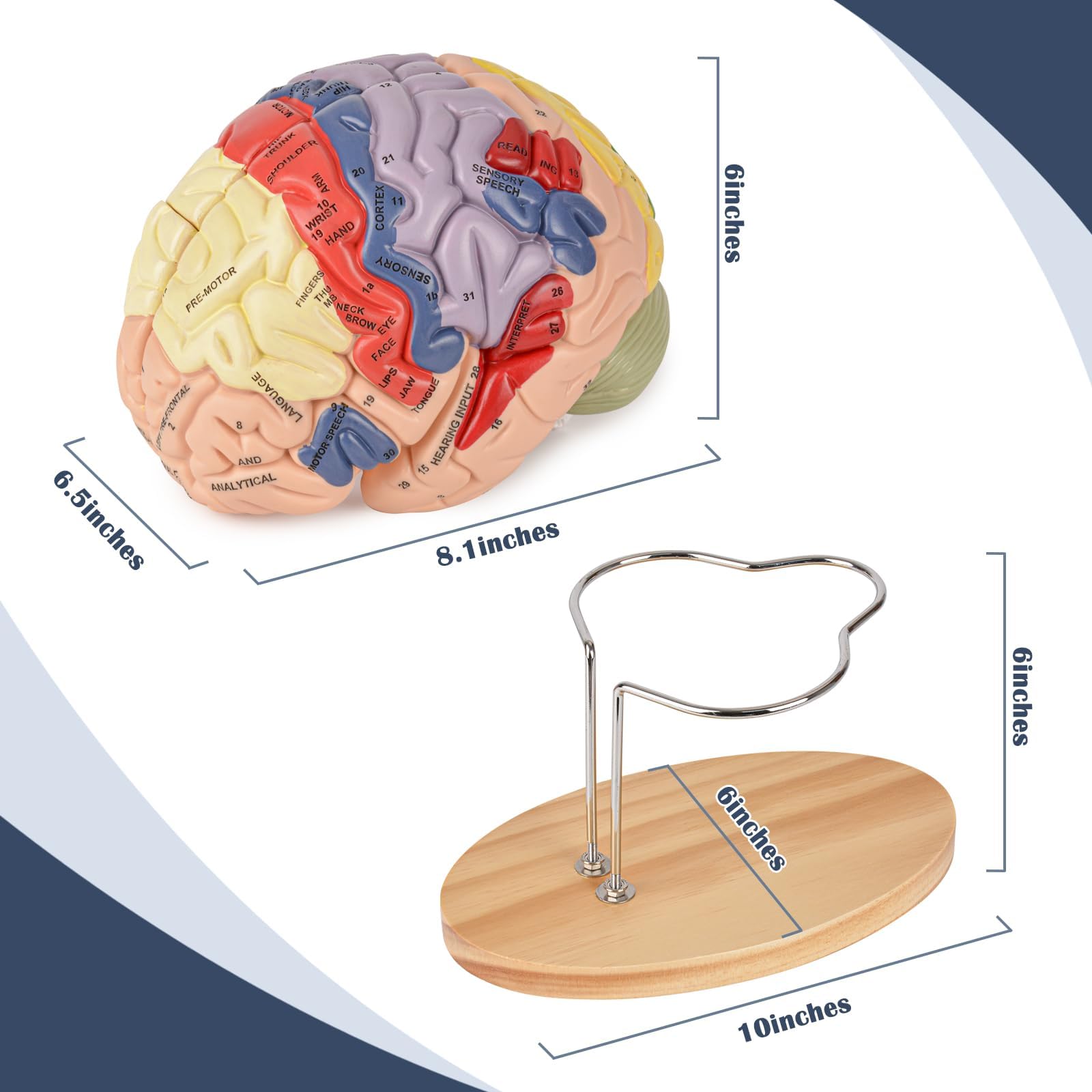 Ultrassist Brain Model labeled functions guide supports learning