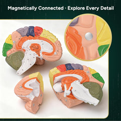 Ultrassist Brain Model nine colored sections differentiate brain structures
