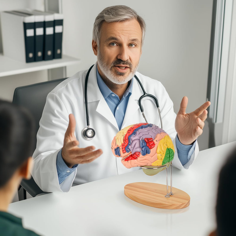 Ultrassist Brain Model serves as a visual aid for psychology