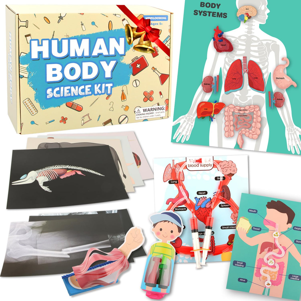 VMNlooking human body kit assembly scene for interactive anatomy learning.