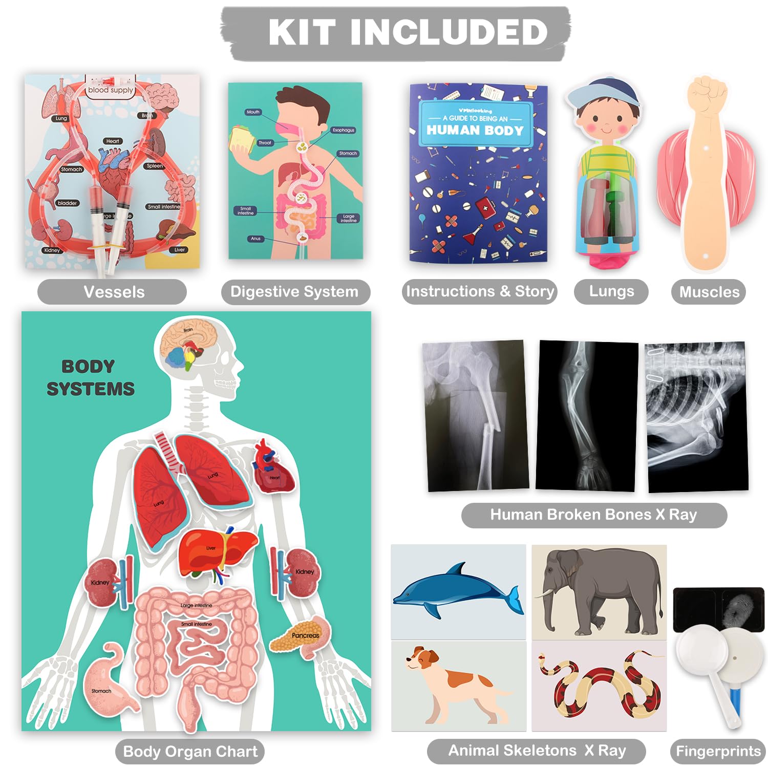 VMNlooking human organ experiments kit with X-ray cards for discovery.
