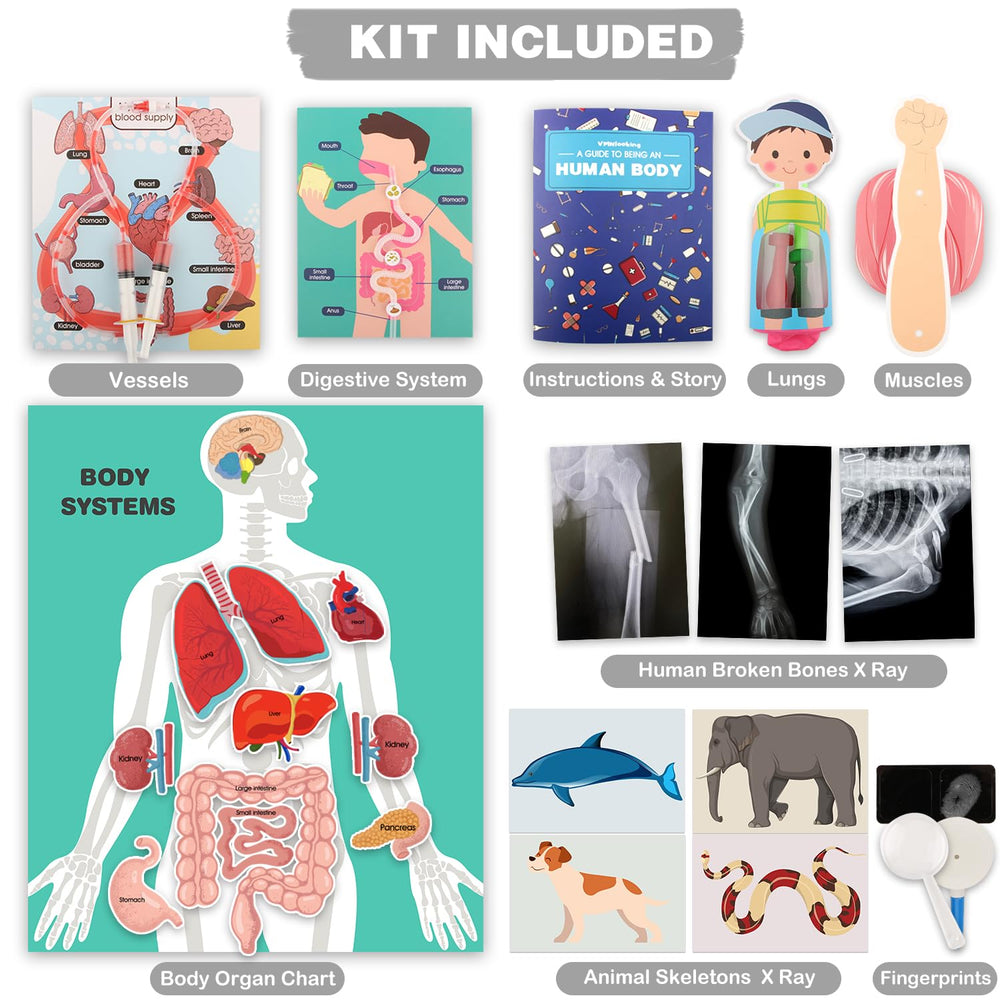 VMNlooking human organ experiments kit with X-ray cards for discovery.