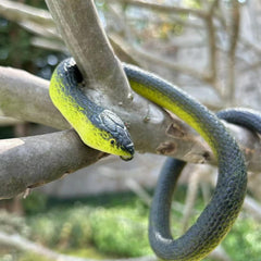 Vynorix fake snake makes a playful Christmas stocking stuffer.