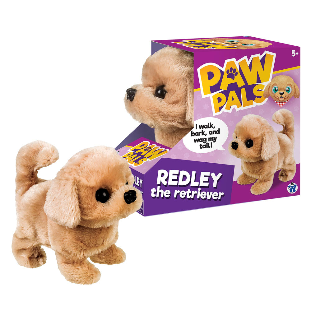 Westminster Redley Retriever wagging tail for cuddly companionship.