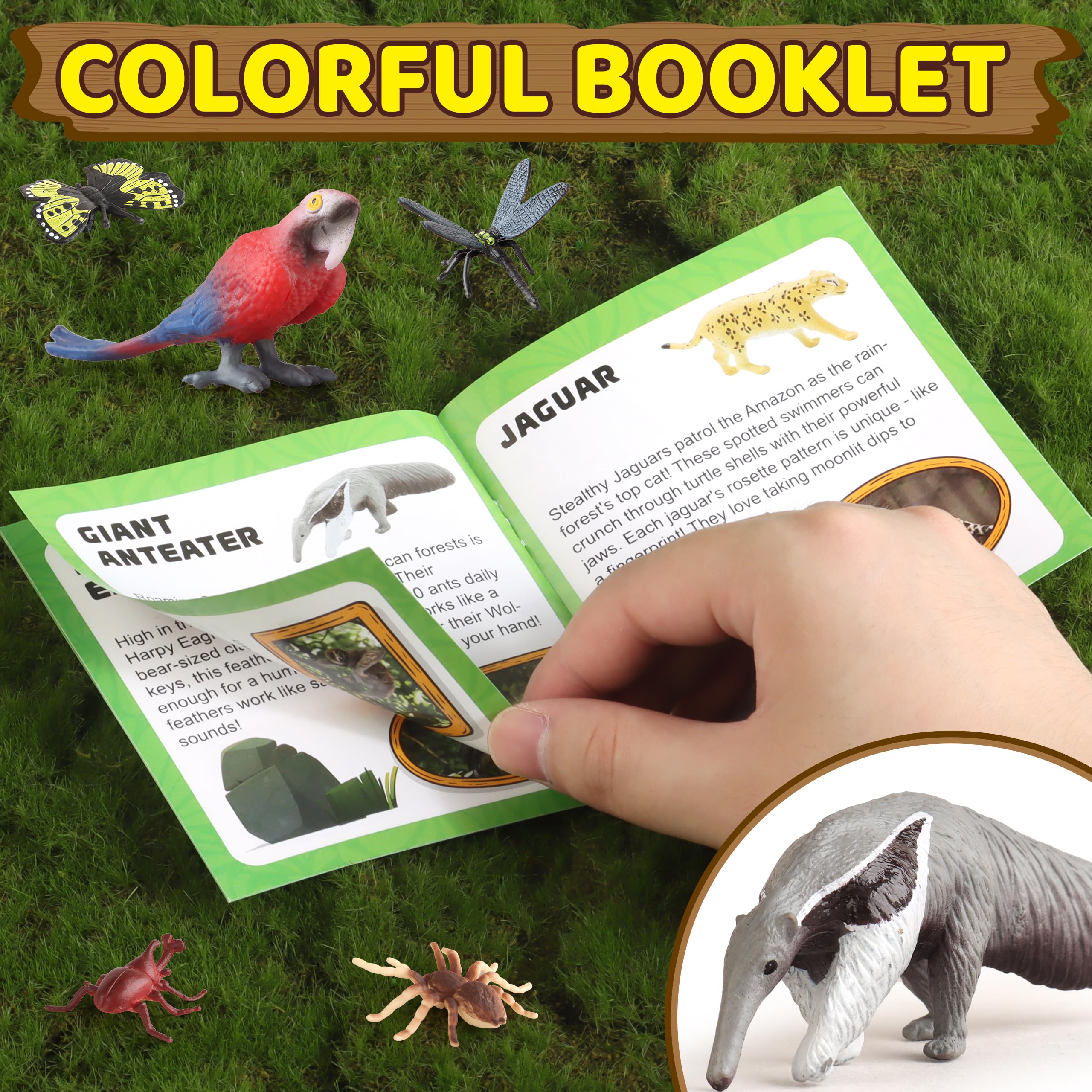 Wookidel diorama guidebook supports rainforest education and project ideas