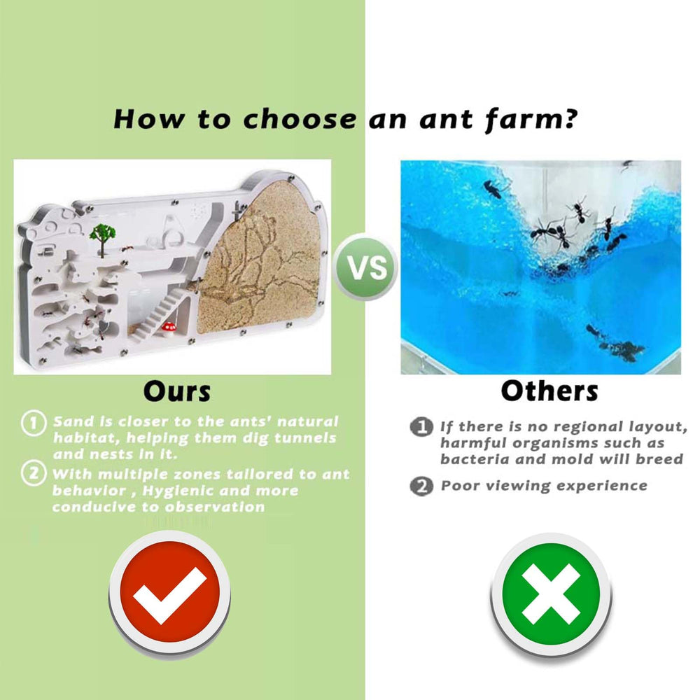 Wtsyant Ant Farm Castle feeding zone observing ant meals and transport