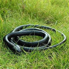 Yoogeer snake close-up shows black back and yellow belly for quick recognition.