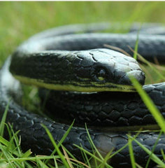 Yoogeer snake as Halloween decor adds spooky ambiance to walls and windows.