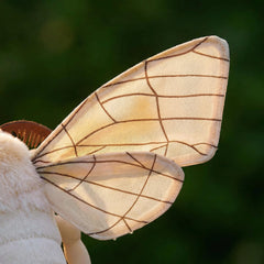 ZHONGXIN MADE Silk Moth plush suitable for kids and collectors
